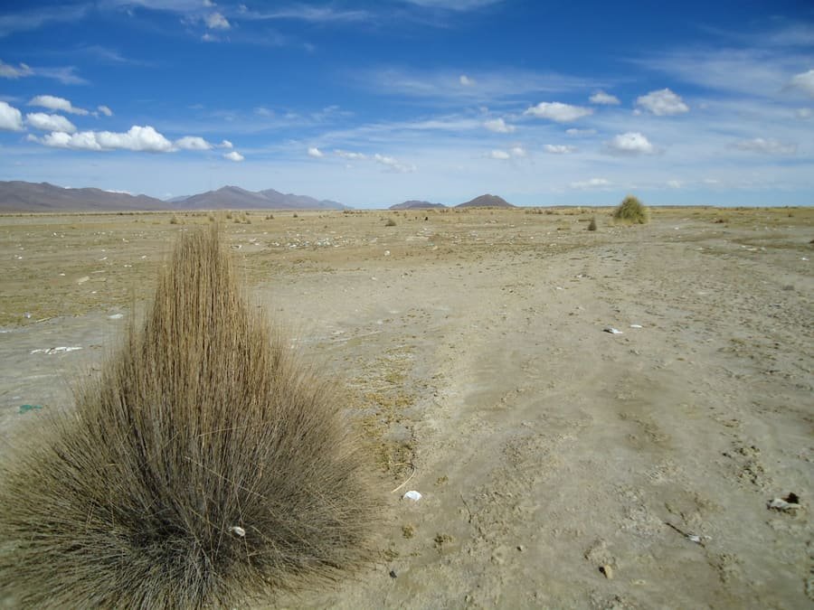 Paja brava del altiplano andino